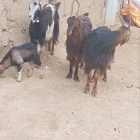 فروش سه رس جلو رو اصیل