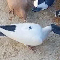 دم سیاه باختی