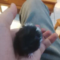 همستر|موش و خرگوش|شهرکرد, |دیوار