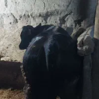 گوساله نر عالی درجه یک|حیوانات مزرعه|کوراییم, |دیوار