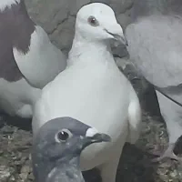 خارجی خوب|پرنده|برازجان, |دیوار