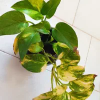 گل پتوس و ناز یخی و کاکتوس