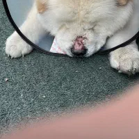 چاو چاو|سگ|رشت, جهاد|دیوار