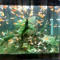 کوپی فول رد اصل مولد