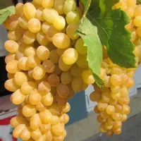 نهال انگور|گل و گیاه طبیعی|شیروان (خراسان), |دیوار