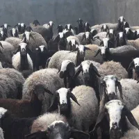 دامداری بزرگ سلحشور|حیوانات مزرعه|کرمان, |دیوار