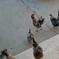 مرغ تخم گذار