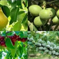 زمینت بعداز چند برداشت ضعیف شده وقتشه بهش جون بدی