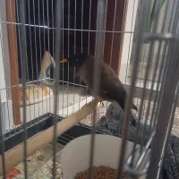 مرغ مینا  سخن گو