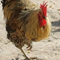 خروس هفت ماهه