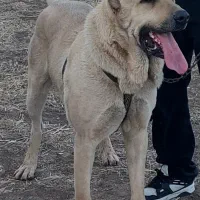 سگ سرابی نر
