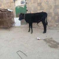 گوساله نعر