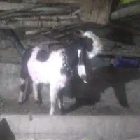 نربز|حیوانات مزرعه|رضویه, |دیوار