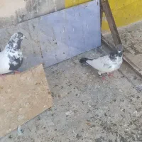 یه جفت کبوتر میزون