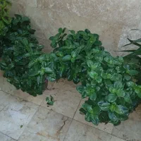 گل قاشقی بزرگ