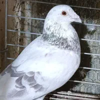 کبوتر پلاکی قابل معاوضه با....|پرنده|حمیدیا, |دیوار
