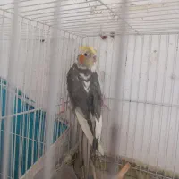 عروس هلندی ۳جفت ویه تکی|پرنده|گلبهار, نوبهار|دیوار