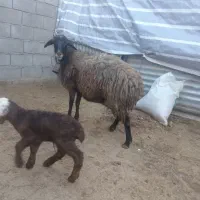 میش و بز بره بزغاله