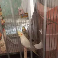 عروس هلندی|پرنده|ری, فیروزآباد|دیوار