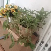 انواع گل های طبیعی