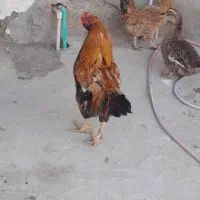 خروس چهل تاج نسل دار درشت و کشیده