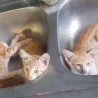 گربه خونگی|گربه|چالوس, |دیوار