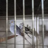 کبوتر خانگی تزئینی پرنده زینتی