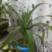 گل پاندانوس طبیعی