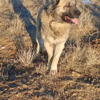 قارتال دزدیده شده ازاناخاتون