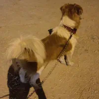 سگ گمشده در محله شهرک ولایت
