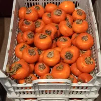 خرمالو|خوردنی و آشامیدنی|اردبیل, |دیوار