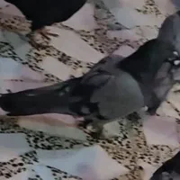 اصفهانی کفتر