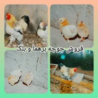 فروش جوجه نژاد دار از برهما وگلین وایسبارومحلی|حیوانات مزرعه|جهرم, |دیوار