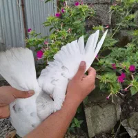 کبوتر پرشی دهنجور واقعی ۱۲ ساعته با ضمانت|پرنده|رشت, گیل|دیوار