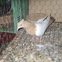 جمس|حیوانات مزرعه|بیجار, |دیوار