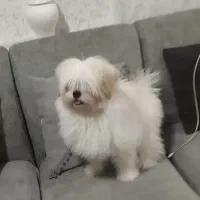 سگ شیتزو ۲ ساله و۶ماه