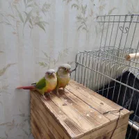 طوطی گنیچر اناناسی مولد با جوجه