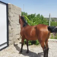 اسب معاوضه|اسب و تجهیزات اسبسواری|سیسخت, |دیوار