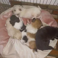 واگذاری میکس امپریال و پامر|سگ|شیرود, |دیوار