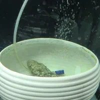 ماهی فلاور جفت خورده تخم ریز|ماهی|تهران, خانی آباد نو جنوبی|دیوار