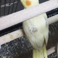 عروس هلندی دوکت لوتیو پروانه ای خاص