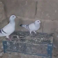 سلام سه کفتر دونر ویک.ماد 1500000|پرنده|کرباسک, |دیوار