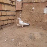 کفتر کبوتر