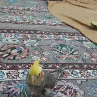 عروس هلندی نر|پرنده|پاکدشت, پاکدشت (مامازند)|دیوار