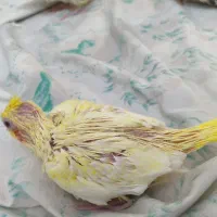 عروس هلندی