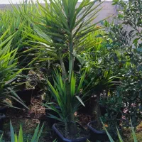 یوکا تنه دار چند شاخه|گل و گیاه طبیعی|نشتارود, |دیوار