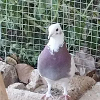 جوجه طوق غوره ای ۴بنده