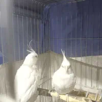 فروش جفت عروس هلندی آلبینو