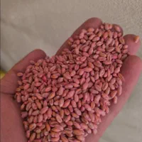 بوجاری و اصلاح بذر