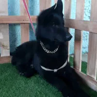 توله ژرمن بلک|سگ|یزد, |دیوار